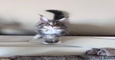 Maine Coon cats - Advert 5