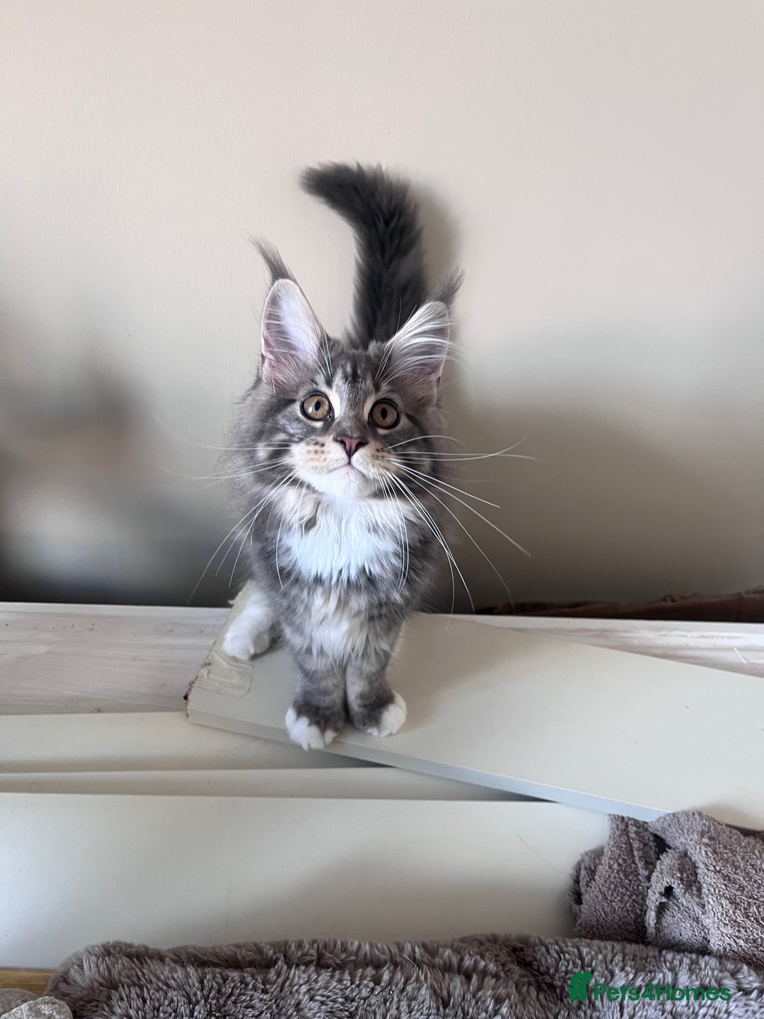 Maine Coon cats for sale: TICA Registered Maine Coon Kittens Blue/Silver - Image 2