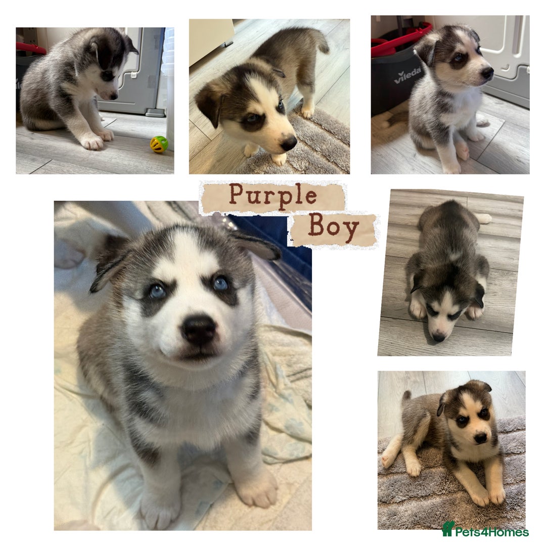 Siberian Husky dogs for sale: Strong Chunky Siberian Husky puppy’s  - Image 4