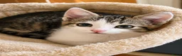 Mixed Breed cats for sale: 2 beautiful, well-socialized kittens  - Advert 16