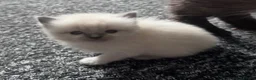Ragdoll cats for sale: Ragdoll kittens  - Advert 5