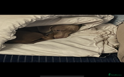 Dachshund dogs for sale: Dashund male (Hamish) 9 months old - Image 2