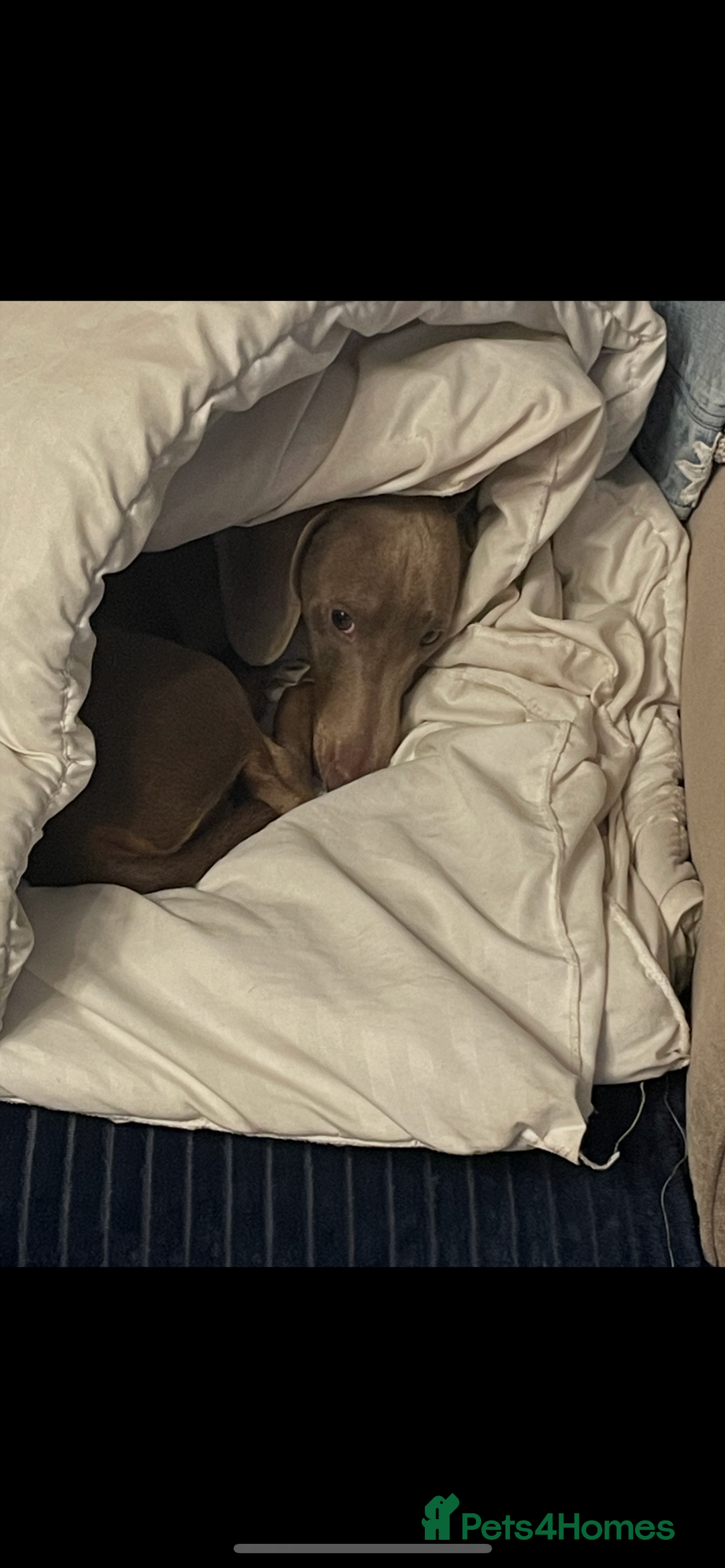 Dachshund dogs for sale: Dashund male (Hamish) 9 months old - Image 2