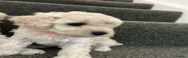 Toy Poodle 3