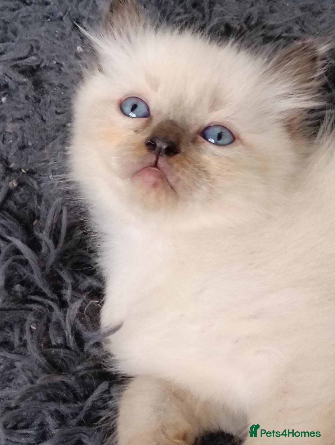 Ragdoll cats for sale: GCCF registered pedigree ragdoll kittens  - Advert 8