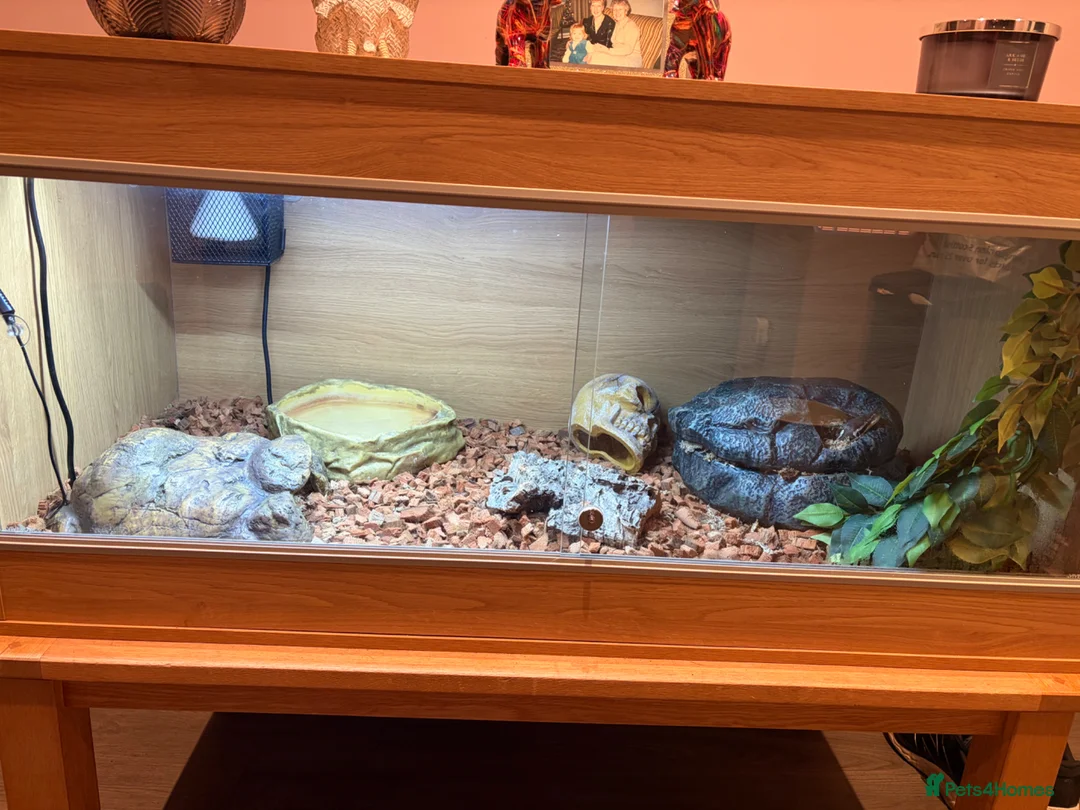 Python Snake reptiles for sale: Ball Python - Male 2.5yrs in Leven - Advert 9