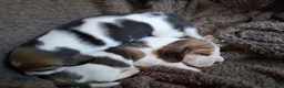 Beagle dogs for sale: Champion Tri-Color Beagles pups! in Doncaster - Advert 5