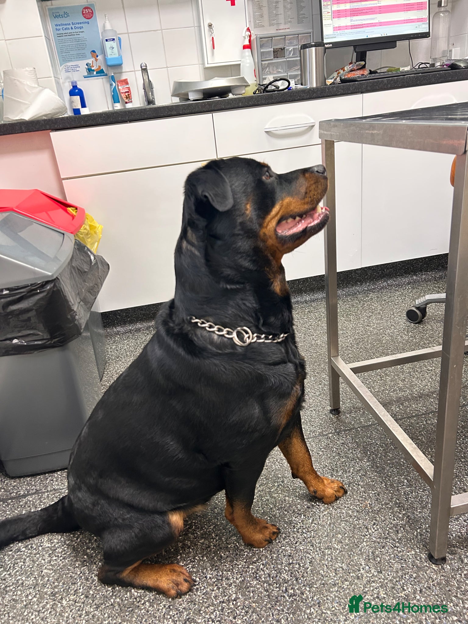Rottweiler dogs for sale: Pure breed Rottweiler puppies for sale - Advert 16