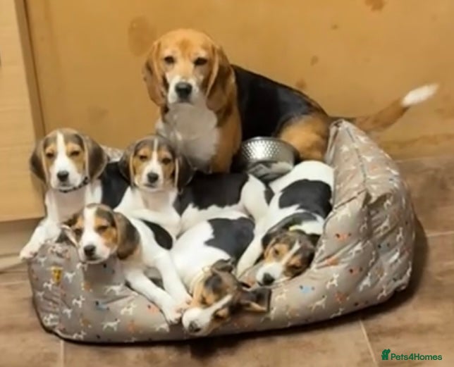 Beagle dogs Beagles ready now  - Advert 17