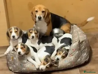 Beagle dogs Beagles ready now - Advert 17
