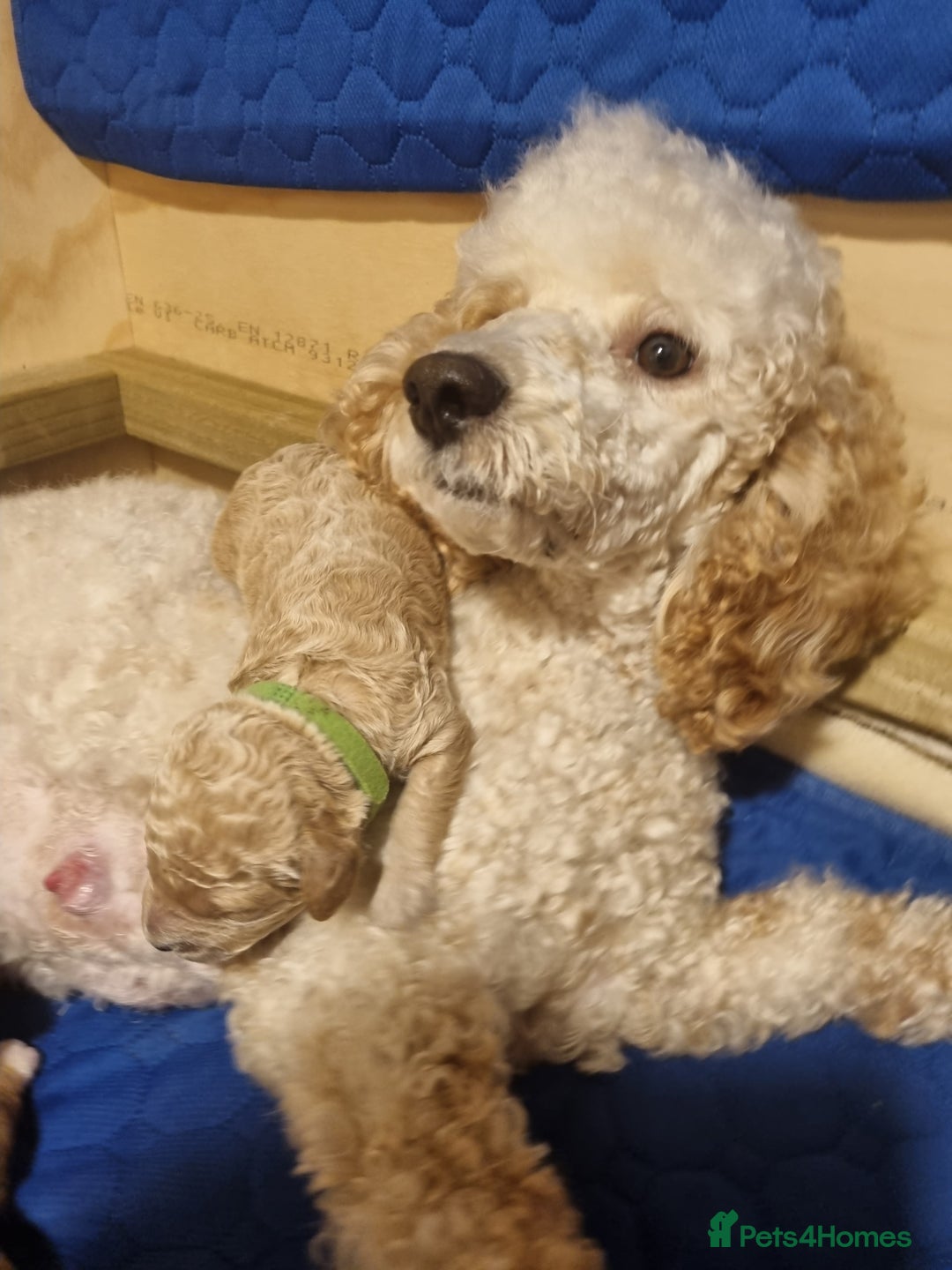 Miniature Poodle dogs for sale: Championline Miniature Poodle exceptional puppy. - Advert 22