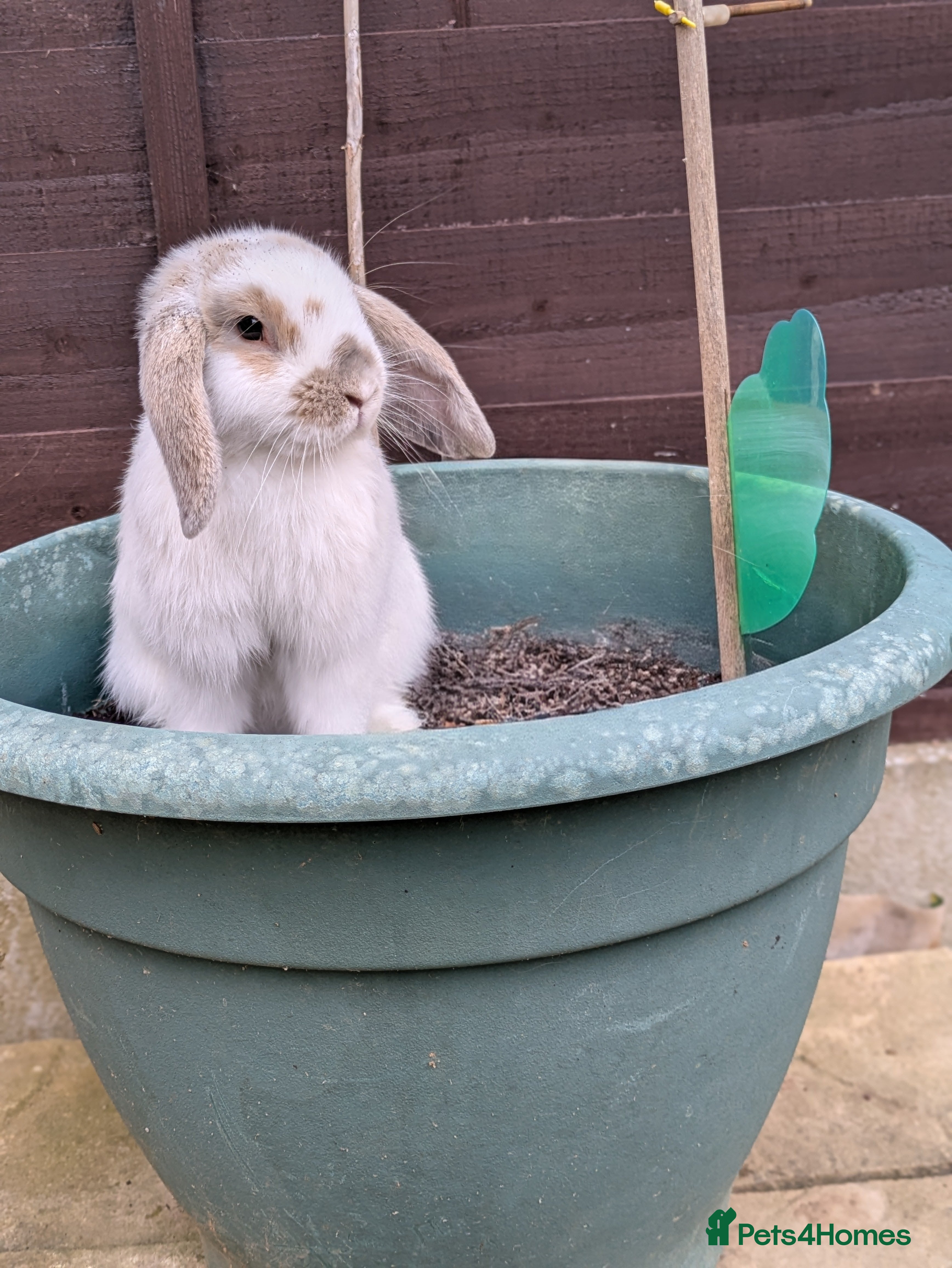 Mini Lop rabbits Meet snowy  - Advert 1