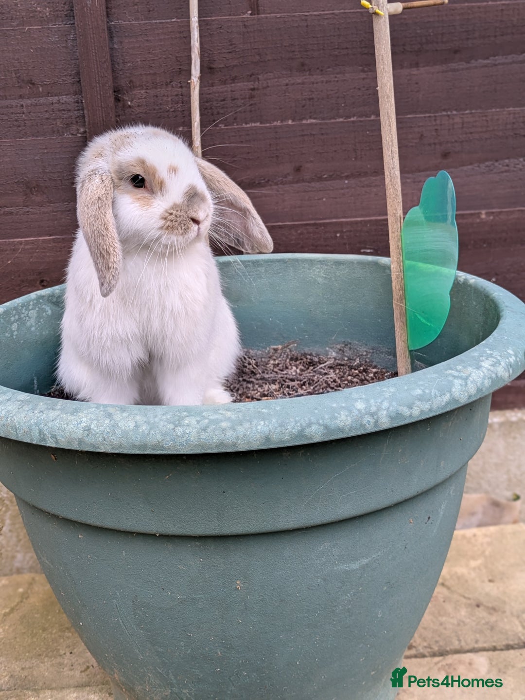 Mini Lop rabbits for sale: Meet snowy  - Advert 1