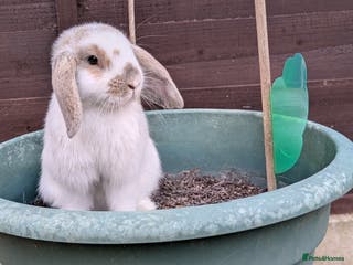 Mini Lop rabbits Meet snowy - Advert 1