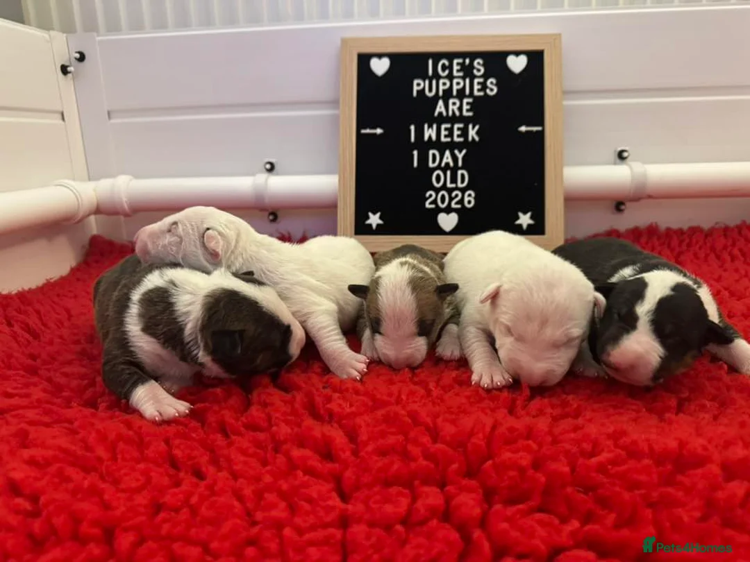 English Bull Terrier dogs for sale: KC Registered Puppies - Advert 2