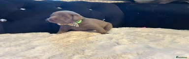 Labrador Retriever 3