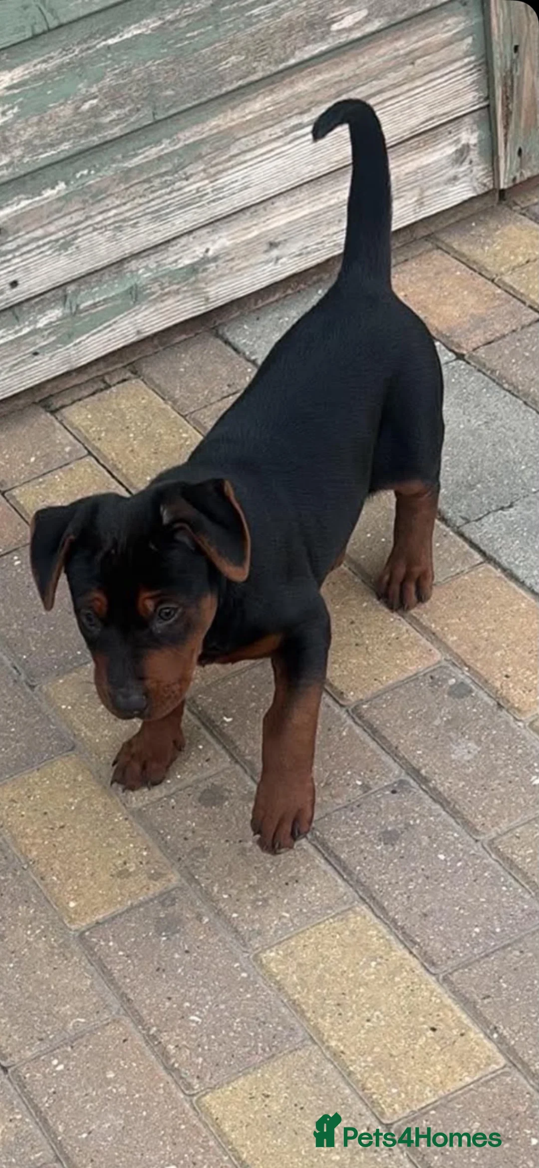 Chinese Red Dog dogs for sale: Chinese red dog female  in Hartlepool - Advert 7