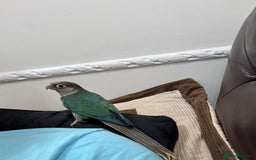 Lorikeets birds for sale: Hand fed baby conures for sale rare breed - Image 13