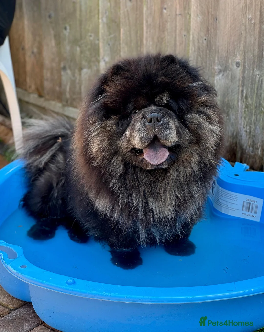 Chow Chow dogs for stud: Merle chow chow stud - blue and tan  in Paignton - Advert 1