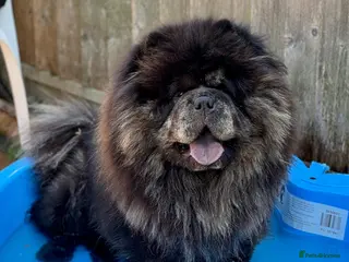 Chow Chow dogs Merle chow chow stud - blue and tan in Paignton - Advert 3