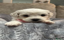 Mixed Breed dogs for sale: La Chon Puppies!  - Image 12