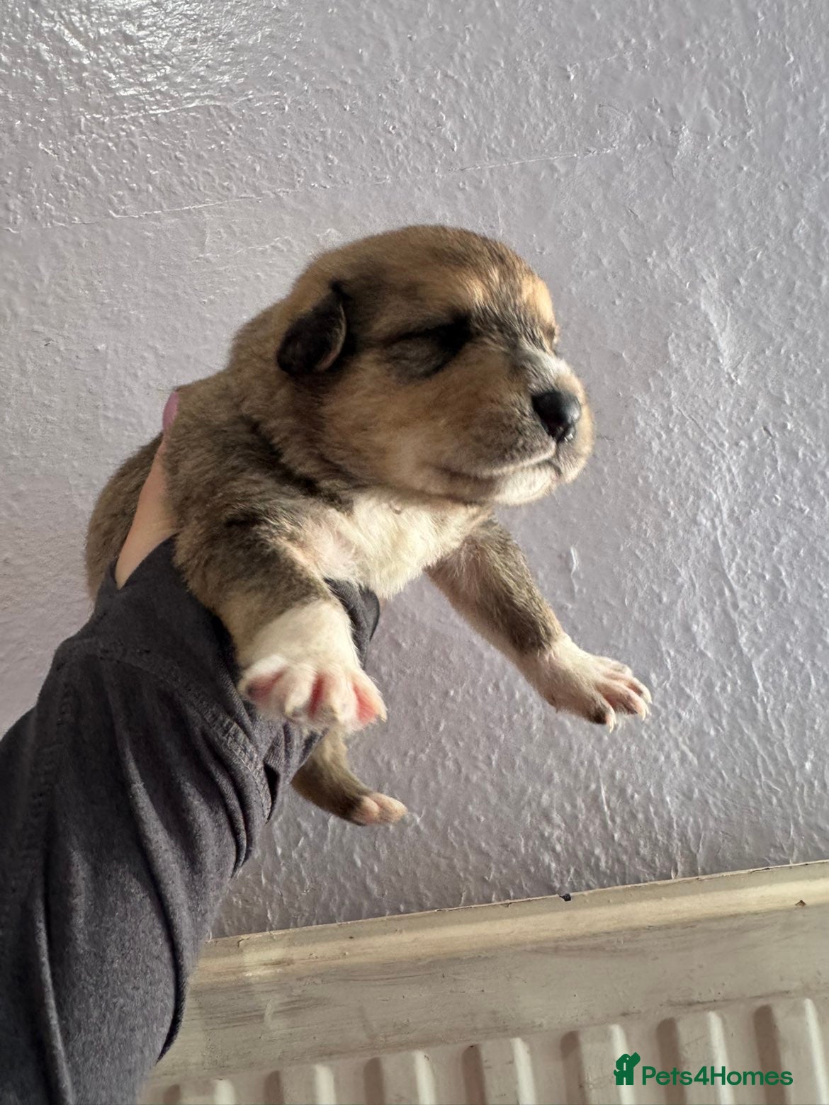 Mixed Breed dogs Puppies for sale  - Advert 1