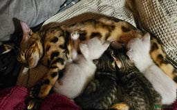 Bengal cats for sale: Cuddly charity donation pay monthly - Image 15