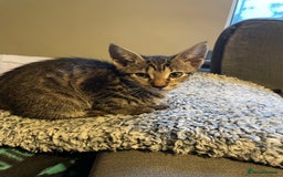 Siamese cats for sale: Siamese mix ragamuffin kitten tabby girl  - Image 5
