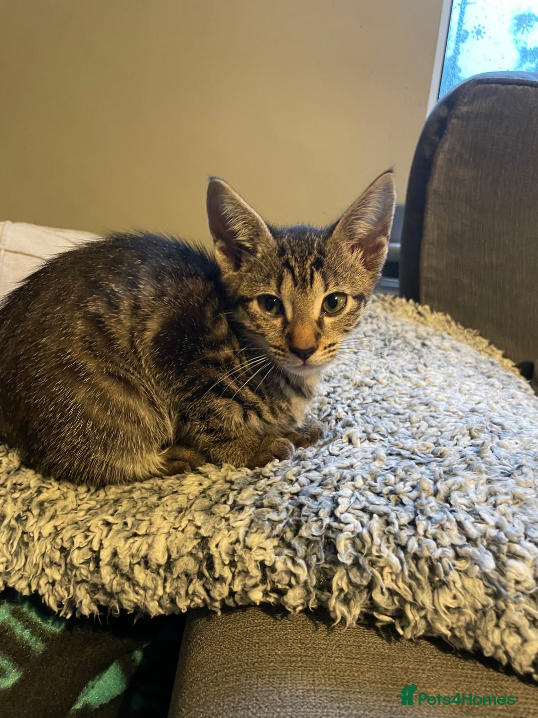 Siamese cats for sale: Siamese mix ragamuffin kitten tabby girl  - Image 5