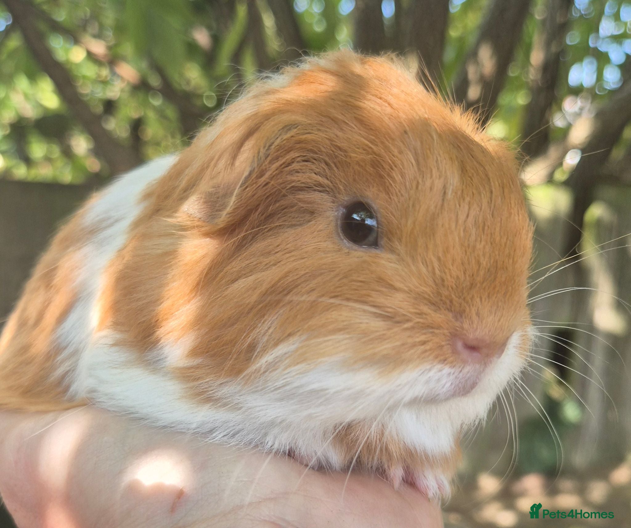 Guinea Pig rodents 2 x sheltie 1 x texel all boys.  - Advert 2