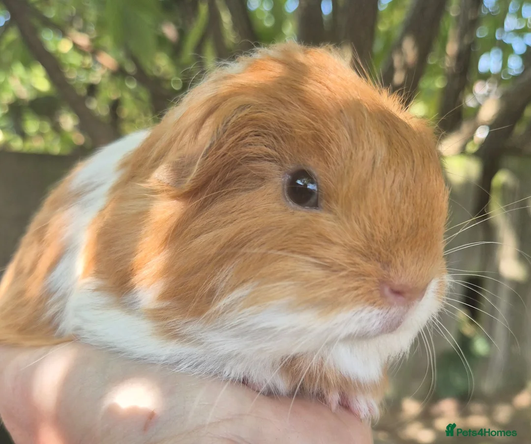 Guinea Pig rodents for sale: 2 x sheltie 1 x texel all boys.  - Advert 1