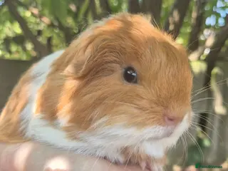 Guinea Pig rodents 2 x sheltie 1 x texel all boys. - Advert 2