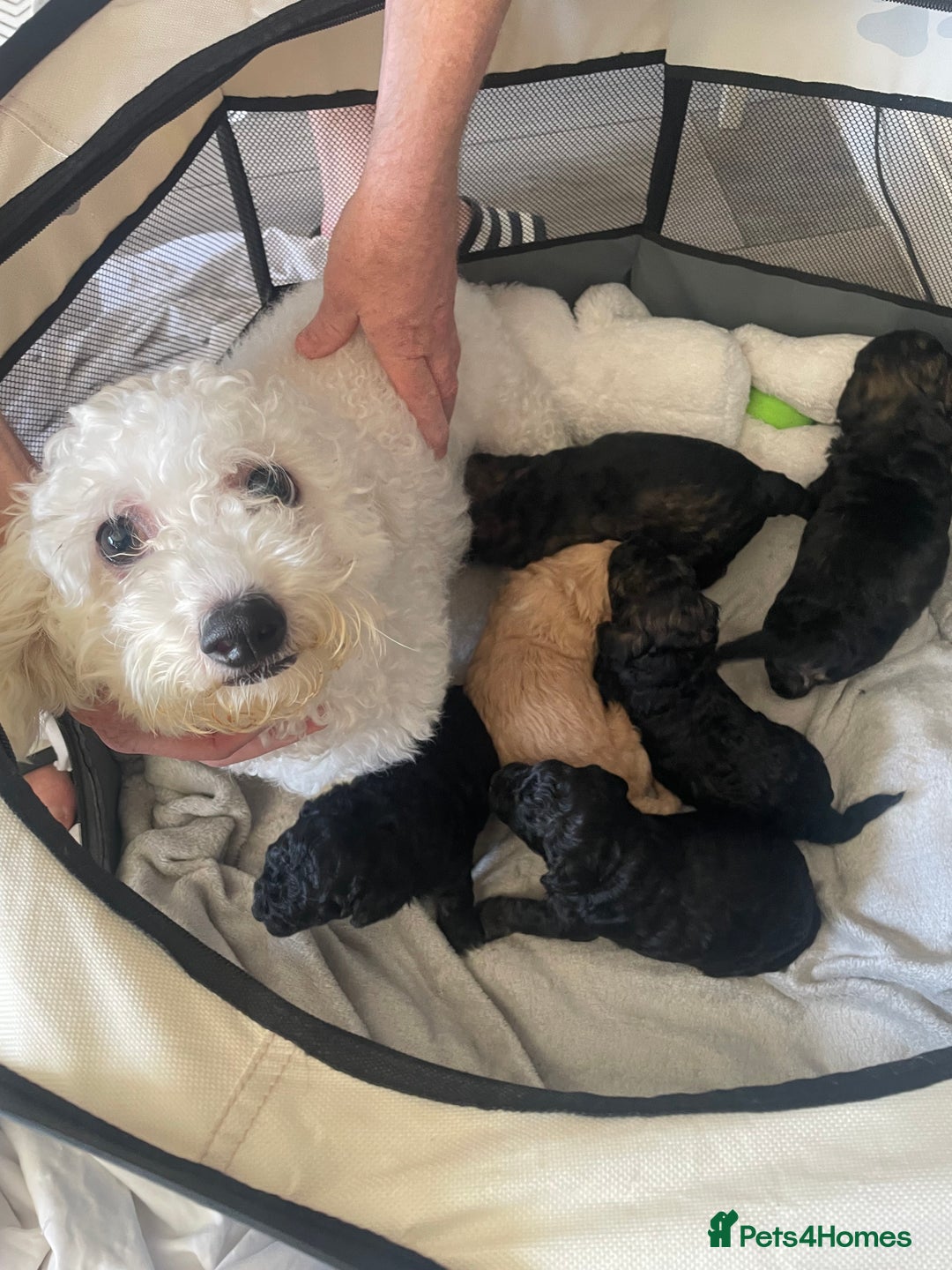 Poochon dogs for sale: F1B miniture black phantom toy poochon - Image 6