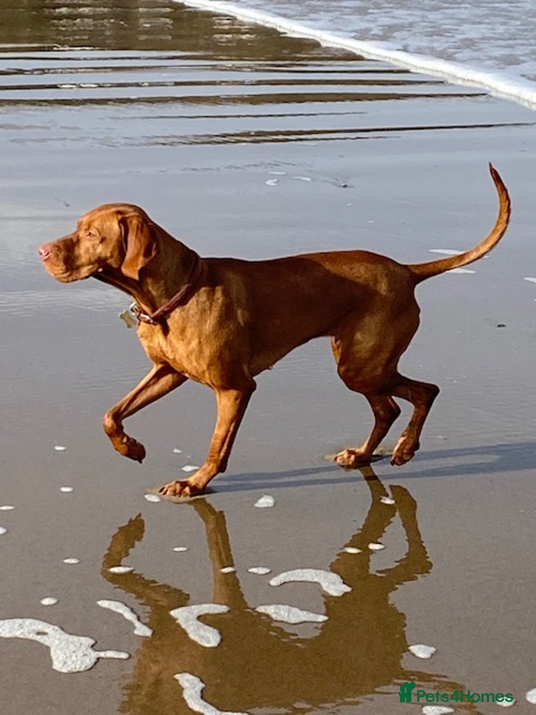 Hungarian Vizsla dogs for sale: Wonderful puppies from mum with 0/0 hip score.  - Image 11