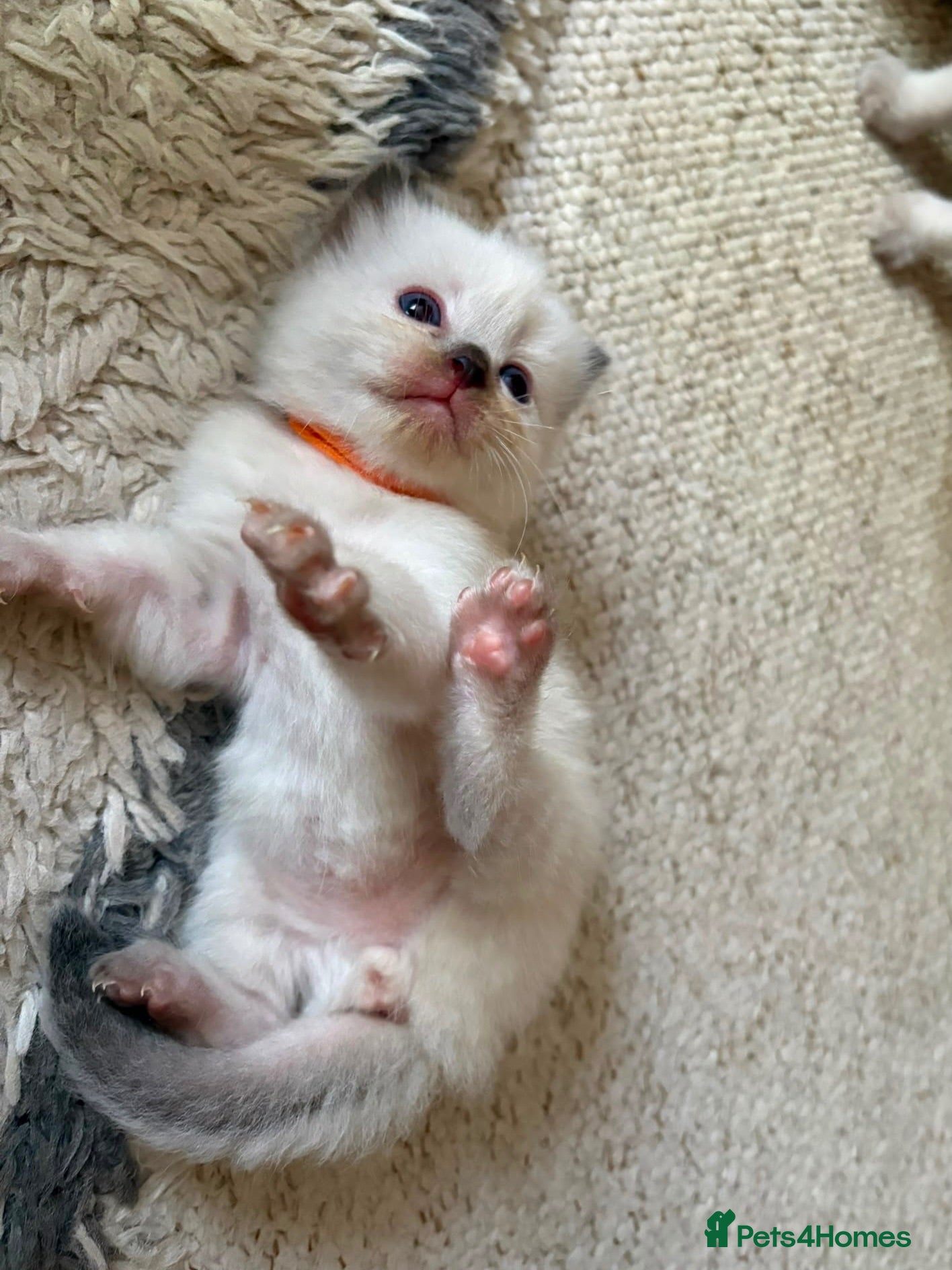 Ragdoll cats GCCF registered ragdoll kittens - Advert 4