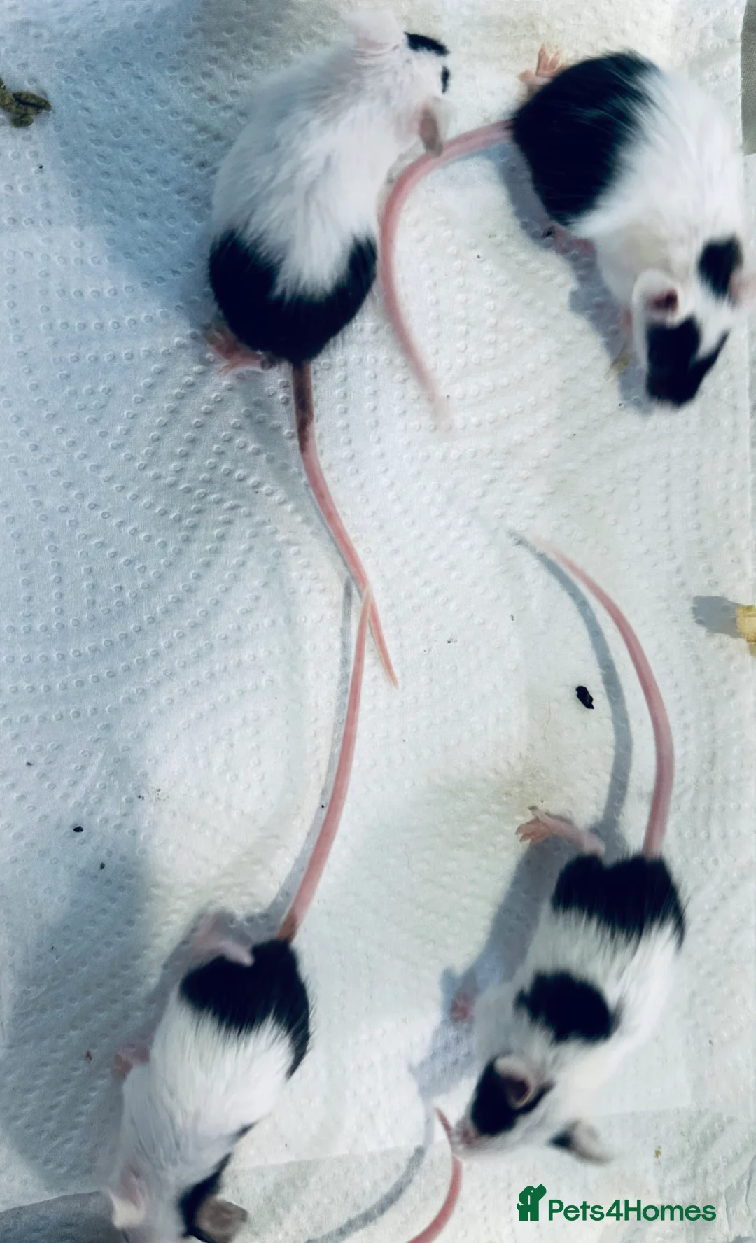 Mouse rodents for sale: Baby Male Fancy Mice  - Advert 3