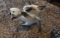 Ragdoll cats for sale: Male Ragdoll Kitten - Image 9