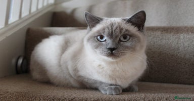 British Shorthair cats - Advert 3