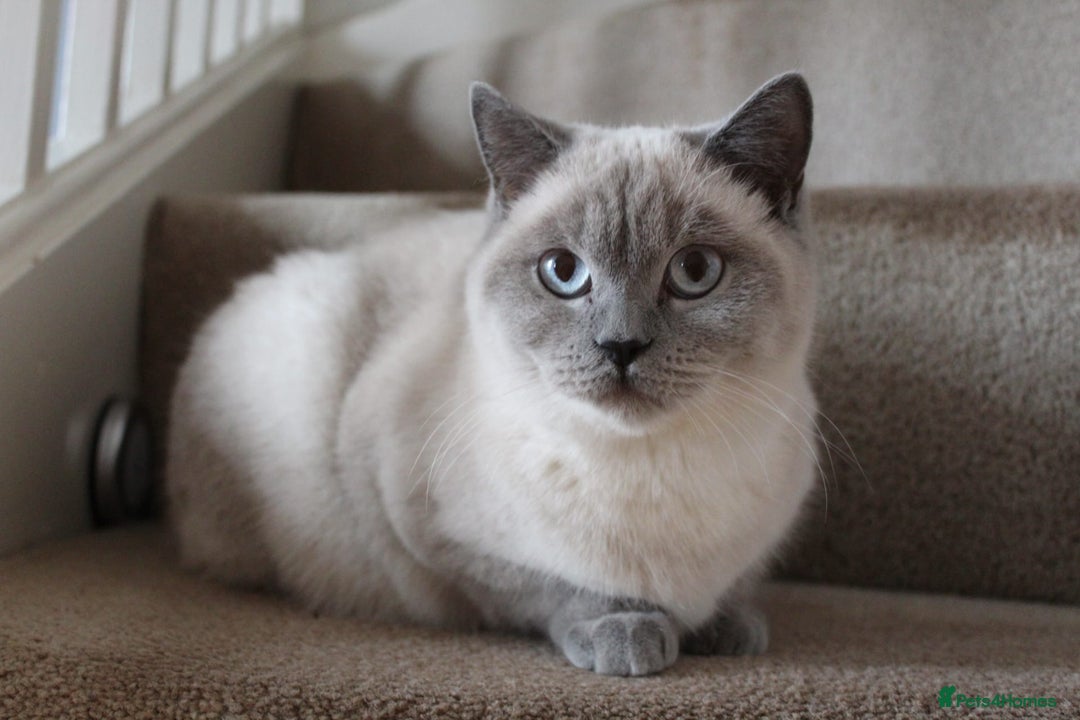British Shorthair cats for sale: British shorthair  - Image 2