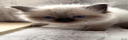 Ragdoll cats for sale: ❤️ Exceptional Lilac & Seal Point Ragdoll Kittens - Advert 35
