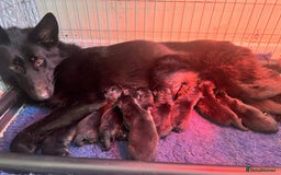 German Shepherd dogs for sale: German Shepherds by Shawhhead Shepherds  - Image 12