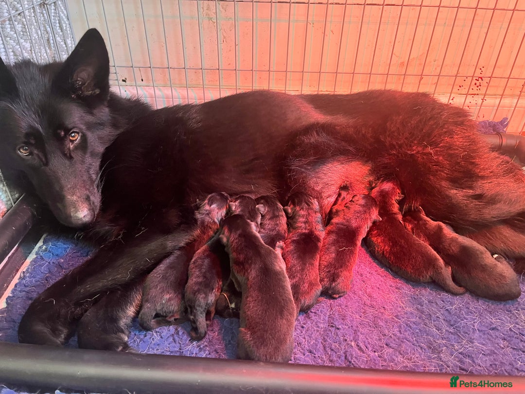 German Shepherd dogs for sale: German Shepherds by Shawhhead Shepherds  - Image 12