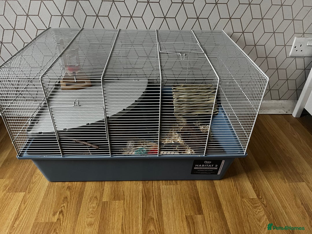 Hamster rodents for sale: Cute hamster needs forever home 🏠  - Advert 5