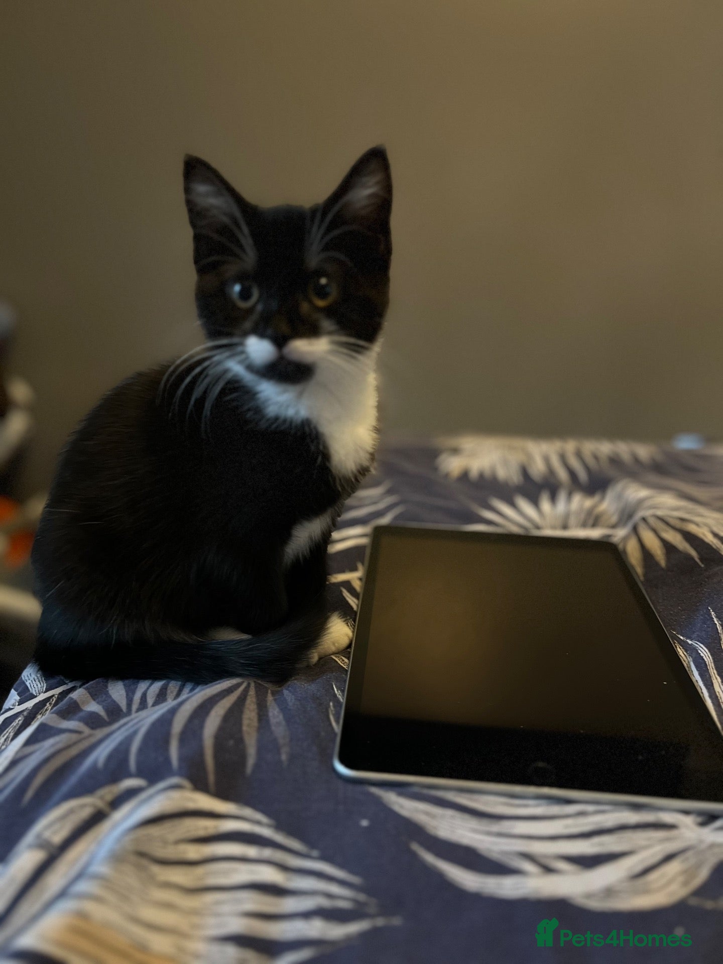 Mixed Breed cats Mittens - 9 months old female  - Advert 1