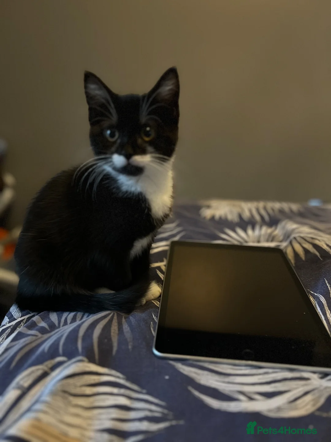 Mixed Breed cats for sale: Mittens - 9 months old female  in Sheffield - Advert 1