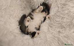 Maine Coon cats for sale: Lovely Maine coon babies  - Image 7