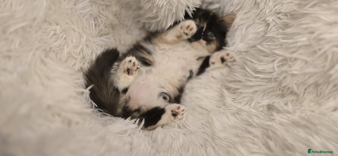 Maine Coon cats for sale: Lovely Maine coon babies  - Image 7