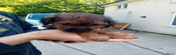 Mixed Breed dogs for sale: Borderpoo puppies in Woodbridge - Advert 8