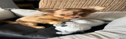 Chihuahua dogs for sale: Chihuahua puppies Russian ancesry with apple head  - Advert 26