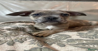 Mixed Breed dogs - Advert 7